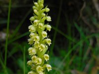 Pseudorchis albida 13, Witte muggenorchis, Saxifraga-Ed Stikvoort