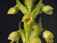 Pseudorchis albida 17, Witte muggenorchis, Saxifraga-Hans Dekker