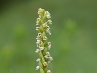 Pseudorchis albida 20, Witte muggenorchis, Saxifraga-Simone van Velzen