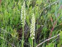 Pseudorchis albida 23, Witte muggenorchis, Saxifraga-Rutger Barendse