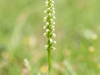 Pseudorchis albida 24, Witte muggenorchis, Saxifraga-Luuk Vermeer