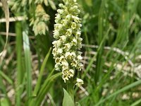 Pseudorchis albida 25, Witte muggenorchis, Saxifraga-Harry Jans  Pseudorchis albida