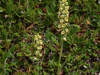 Pseudorchis albida 27, Witte muggenorchis, Saxifraga-Harry Jans