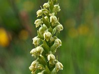 Pseudorchis albida 4, Witte muggenorchis, Saxifraga-Hans Dekker