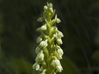 Pseudorchis albida 5, Witte muggenorchis, Saxifraga-Jan van der Straaten