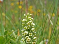 Pseudorchis albida 8, Witte muggenorchis, Saxifraga-Jeroen Willemsen