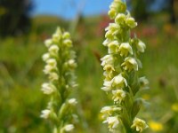 Pseudorchis albida 9, Witte muggenorchis, Saxifraga-Ed Stikvoort