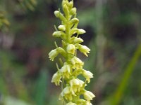 Pseudorchis straminea 11, Saxifraga-Hans Dekker