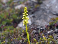 Pseudorchis straminea 13, Saxifraga-Hans Dekker