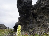 Pseudorchis straminea 2, Saxifraga-Peter Stein