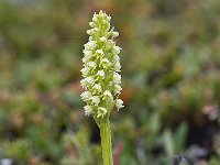 Pseudorchis straminea 3, Saxifraga-Peter Stein