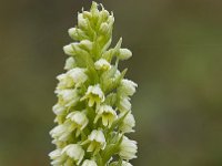 Pseudorchis straminea 4, Saxifraga-Peter Stein