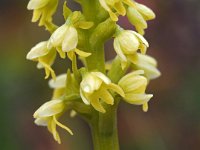 Pseudorchis straminea 9, Saxifraga-Hans Dekker