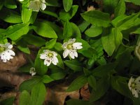 Pseudostellaria europaea 2, Saxifraga-Jasenka Topic