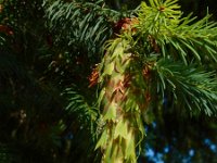 Pseudotsuga menziesii 10, Douglasspar, Saxifraga-Ed Stikvoort