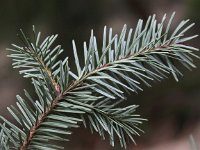 Pseudotsuga menziesii 4, Douglasspar, Saxifraga-Peter Meininger