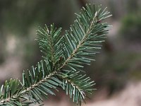 Pseudotsuga menziesii 5, Douglasspar, Saxifraga-Peter Meininger