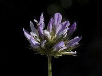 Psoralea bituminosa 5, Saxifraga-Willem van Kruijsbergen