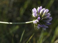 Psoralea bituminosa 6, Saxifraga-Jan van der Straaten