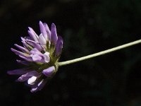 Psoralea bituminosa 7, Saxifraga-Jan van der Straaten