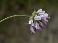 Psoralea bituminosa 8, Saxifraga-Jan van der Straaten