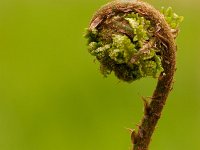 Pteridium aquilinum 23, Adelaarsvaren, Saxifraga-Jelmer Reyntjes : Pteridium, Pteridium aquilinum, adelaarsvaren, aquilinum, jong, opgerold, scheut, varen