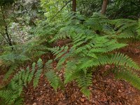 Pteridium aquilinum 24, Adelaarsvaren, Saxifraga-Ed Stikvoort