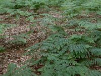 Pteridium aquilinum 31, Adelaarsvaren, Saxifraga-Ed Stikvoort