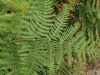 Pteridium aquilinum 4, Adelaarsvaren, Saxifraga-Jan van der Straaten