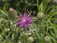 Ptilostemon chamaepeuce 2, Saxifraga-Jan van der Straaten