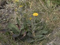 Pulicaria odora 2, Saxifraga-Willem van Kruijsbergen