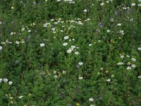 Pulicaria vulgaris 11, Klein vlooienkruid, Saxifraga-Hans Boll