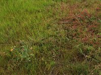 Pulicaria vulgaris 13, Klein vlooienkruid, Saxifraga-Hans Boll