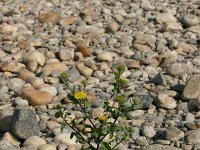 Pulicaria vulgaris 14, Klein vlooienkruid, Saxifraga-Dirk Hilbers