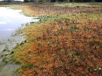 Pulicaria vulgaris 19, Klein vloooienkruid, Saxifraga-Hans Boll