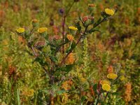 Pulicaria vulgaris 23, Klein vlooienkruid, Saxifraga-Ed Stikvoort