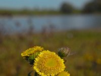 Pulicaria vulgaris 27, Klein vlooienkruid, Saxifraga-Ed Stikvoort