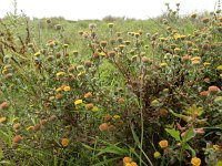 Pulicaria vulgaris 3, Klein vlooienkruid, Saxifraga-Peter Meininger