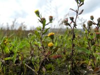 Pulicaria vulgaris 5, Klein vlooienkruid, Saxifraga-Rutger Barendse