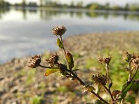 Pulicaria vulgaris 6, Klein vlooienkruid, Saxifraga-Rutger Barendse