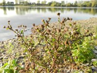 Pulicaria vulgaris 7, Klein vlooienkruid, Saxifraga-Rutger Barendse