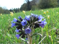 Pulmonaria angustifolia 2, Saxifraga-Jan Willem Jongepier