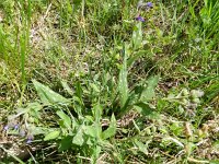 Pulmonaria angustifolia 6, Saxifraga-Rutger Barendse