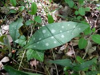 Pulmonaria angustifolia 7, Saxifraga-Rutger Barendse