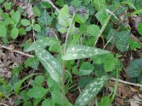 Pulmonaria angustifolia 8, Saxifraga-Rutger Barendse