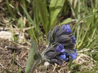 Pulmonaria australis 3, Saxifraga-Willem van Kruijsbergen