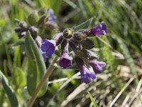 Pulmonaria australis 4, Saxifraga-Willem van Kruijsbergen