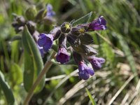 Pulmonaria australis 5, Saxifraga-Willem van Kruijsbergen