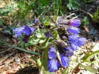 Pulmonaria australis 6, Saxifraga-Rutger Barendse