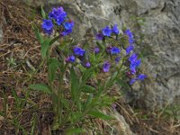 Pulmonaria australis 7, Saxifraga-Harry Jans